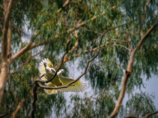 Cockatoo Flying Over