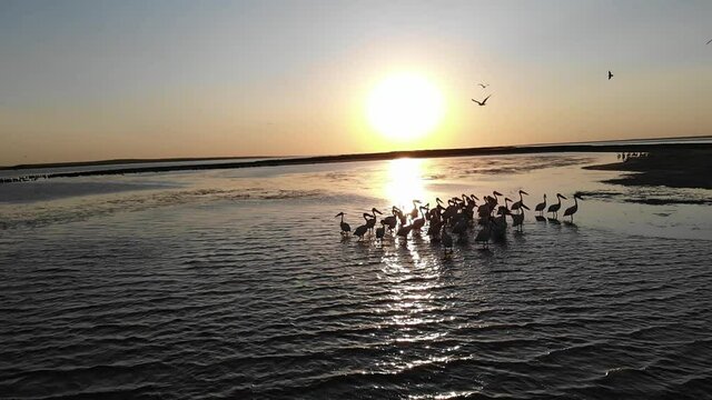 Kalmykia, nature reserve. Pelicans in the rays of the sunset.