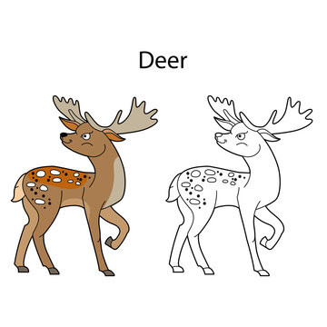 Funny cute animal deer isolated on white background. Linear, contour, black and white and colored version. Illustration can be used for coloring book and pictures for children