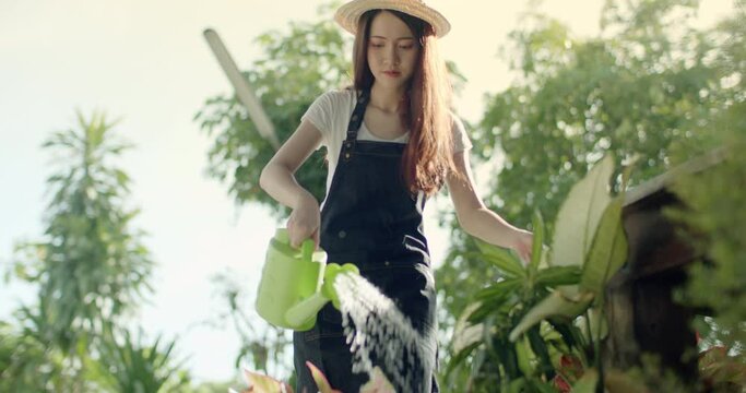 slow motion scene of a long-haired Asian woman wearing a hat, white T-shirt and apron is using a watering can to water the ornamental plants in the early morning sun on vacation.