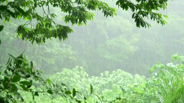 森にふる雨　雨の日