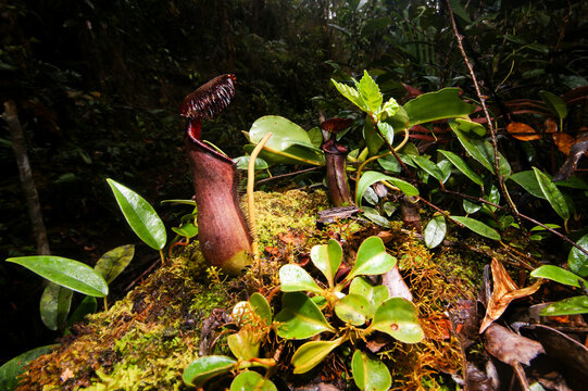 Pitcher plant (Nepenthes lowii) with lower pitchers, Sarawak, Borneo