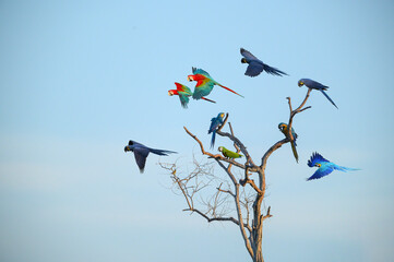 A group of macaws in flight - 450451412
