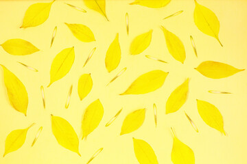 Yellow autumn leafs pattern on yellow background.