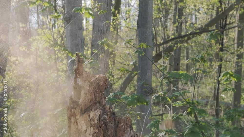 Poster stunning slow motion shot of a tree exploding under the power of an axe