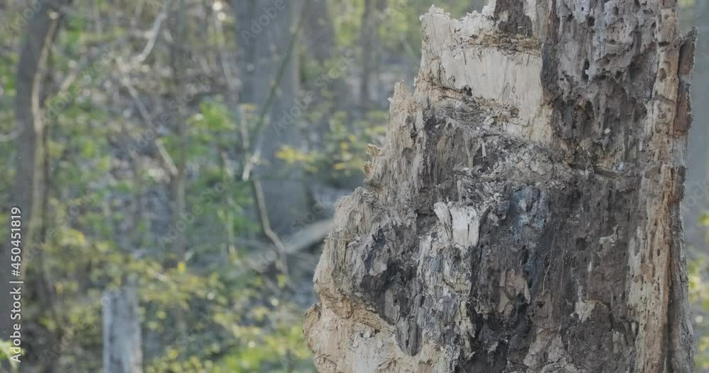 Poster Closeup slow motion shot of an axe chopping at a tree