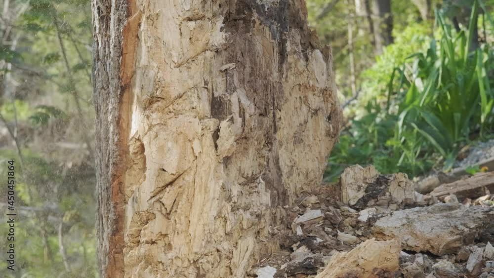 Poster Axe bouncing off a powerful tree trunk