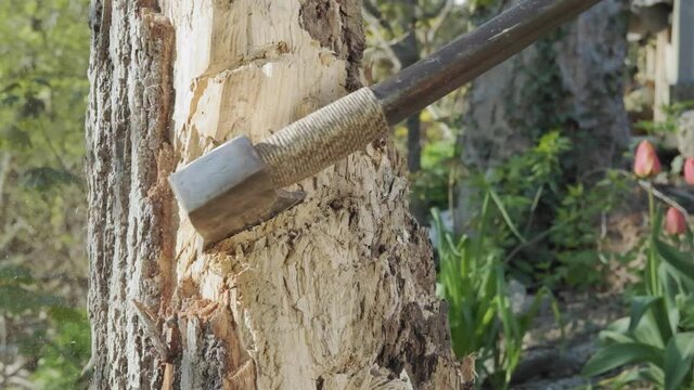 Closeup slow motion shot of an axe swung into a tree