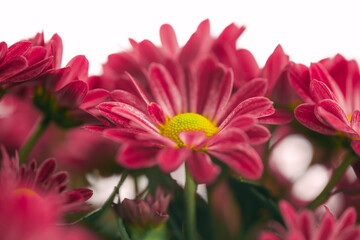Red chrysanthemums close up on soft light background with copy space