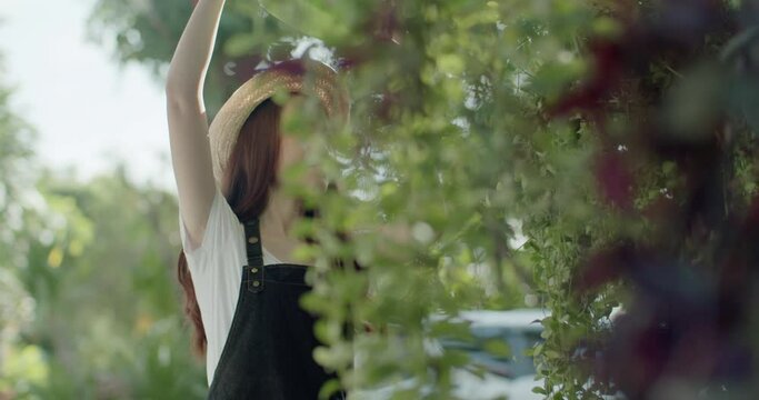 slow motion scene of a long-haired Asian woman wearing a hat, white T-shirt and apron is using a watering can to water the ornamental plants in the early morning sun on vacation.