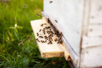 Bees collect pollen from the flowers and carry it to the hive. The concept of breeding bees for honey, beekeeping