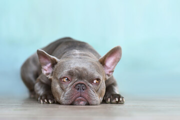 Sulking lilac brindle French Bulldog dog with yellow eyes looking to side in front of blue wall © Firn