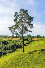 Fototapeta na wymiar A lone pine tree on a hill with a landscape