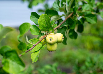Large fruits of a green apple on a branch in the garden. Seasonal harvest, organic products