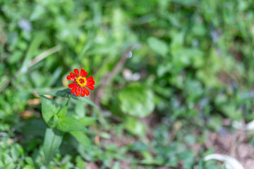 Select focus Red and yellow flowers The green background has space for text.