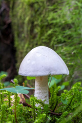 Destroying angel in a mossy forest