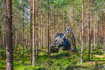 Forestry thinning with a harvester in a forest - obrazy, fototapety, plakaty