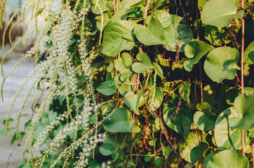 Anredera cordifolia, commonly known as Madeira-vine or mignonette vine,