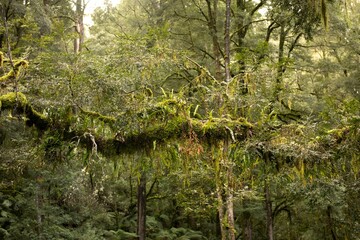 Temperate Rainforest