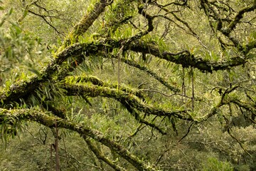 Temperate Rainforest