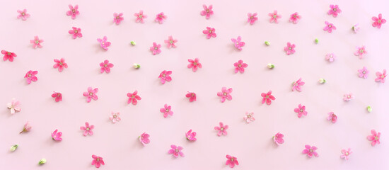 Top view image of pink flowers composition over pastel background .Flat lay. Banner