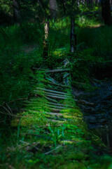 Obraz premium green forest in the morning