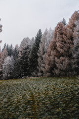 forest in winter