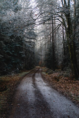 Obraz premium path in the woods