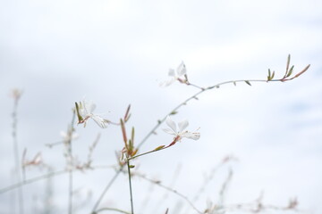 野に咲く白い花