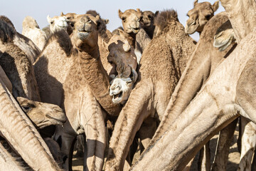 A large herd of camels drink water from a water reservoir in the desert, Chad, Africa