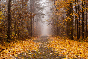 Jesienna droga, Podlasie, Polska