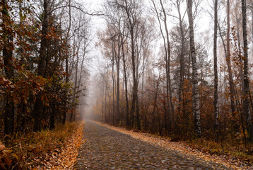 Obraz premium Jesienna droga, Podlasie, Polska