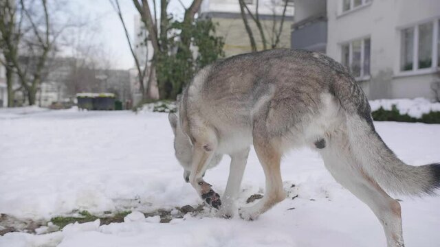 Wild wolf walking around urban habitat in search of food during winter