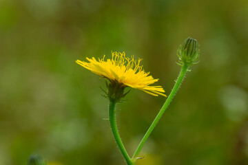 yellow wildflower in close up