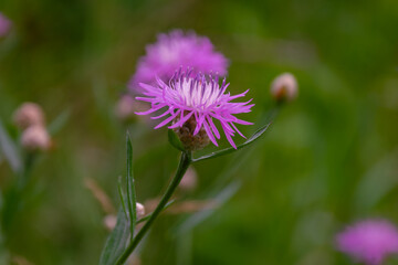 Obraz premium centauréa jacéa at close range in a forest clearing