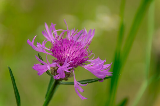 spotted knapweed macro in a forest meadow