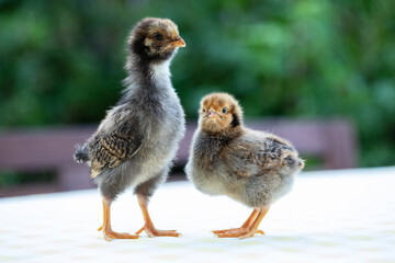 Two cute little chickens
