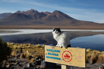 Katze sitzt auf einem Warnschild vor einem See im Hintergrund Berge