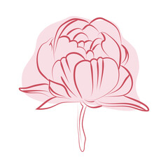 Elegant outline sketching of peony's flowers, vector illustration