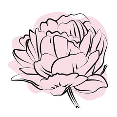 Elegant outline sketching of peony's flowers, vector illustration