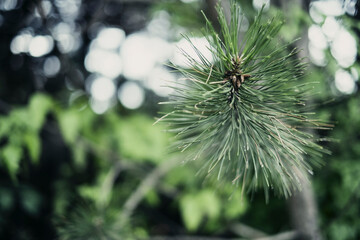 Naklejka na ściany i meble Pine leaf close up with natural defocused trees forest background - green color and bokeh lights dots - nature park outdoor concept