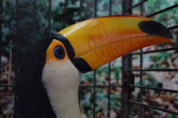 Parrot toucan