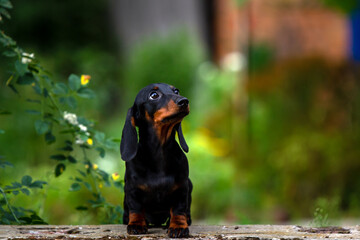 Black and tan dachshund puppy on natural background © Shedara