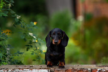 Black and tan dachshund puppy on natural background