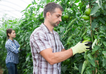 Male farmer collect harvest green tomatoes in greenhouse