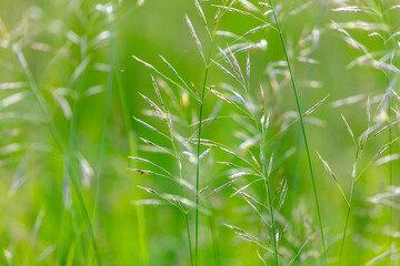Spikelets on the green grass in summer.