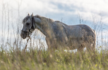 Horse portrait in summer pasture.