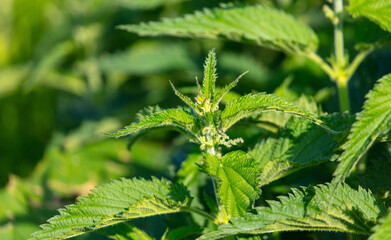 Flowers on green nettles in summer.