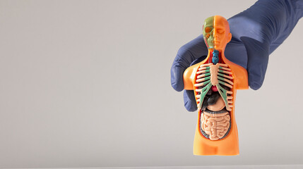 Hand holding 3d human model with inner organ system. Anatomy system. Banner with background with...