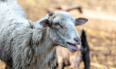 Portrait of a ram on the farm.